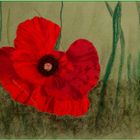   Mohn 