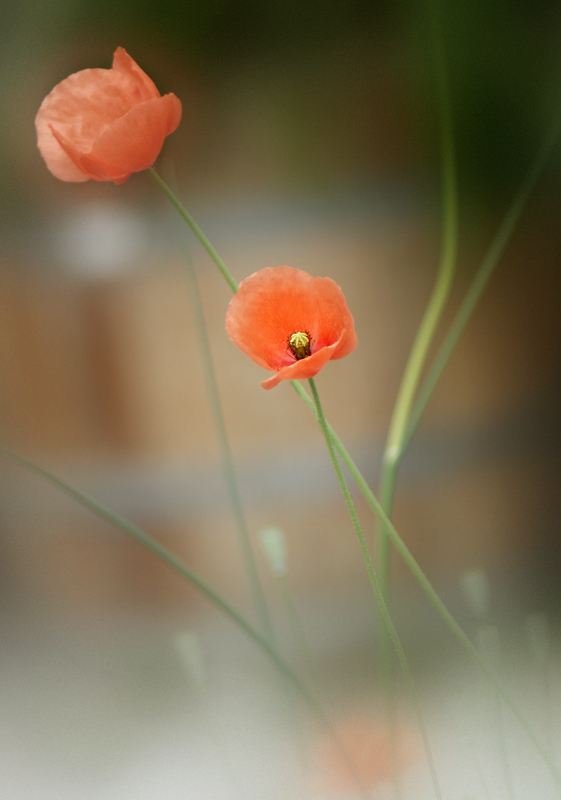 mohn