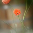 mohn