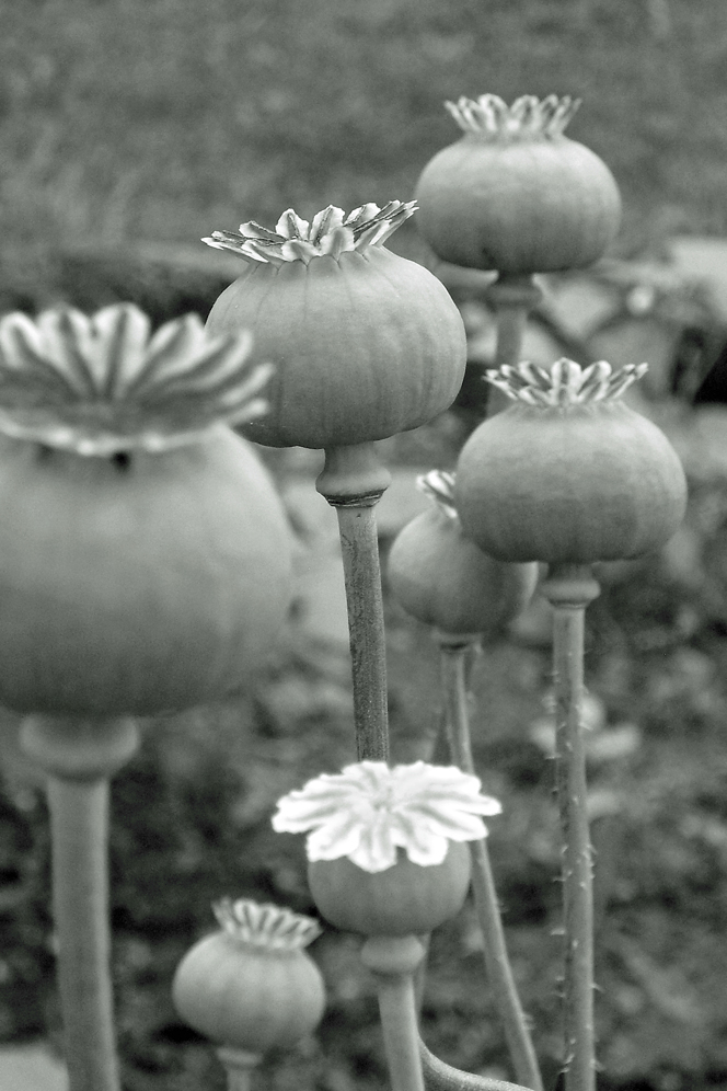 Mohn