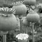 Mohn