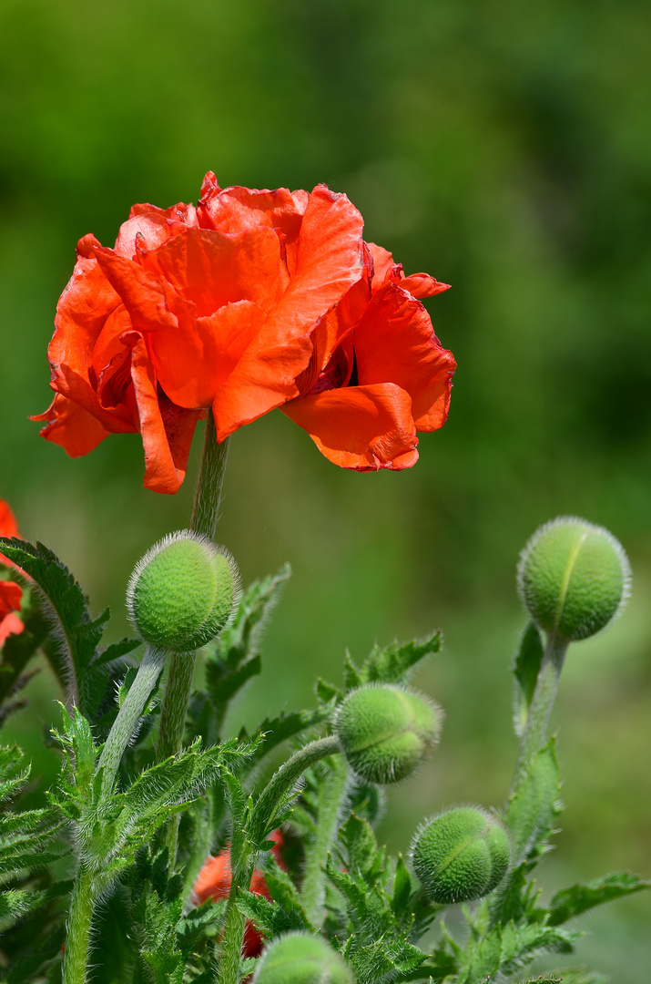 Mohn