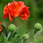 Mohn