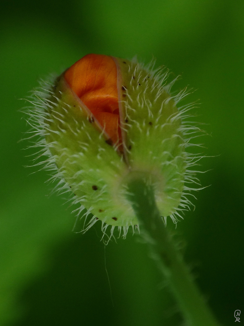 Mohn