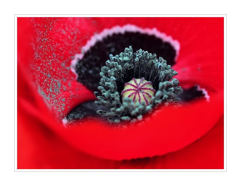 mohn