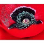 mohn