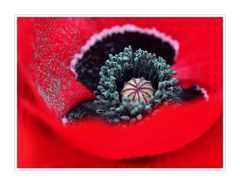 mohn