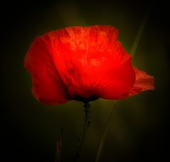 Mohn