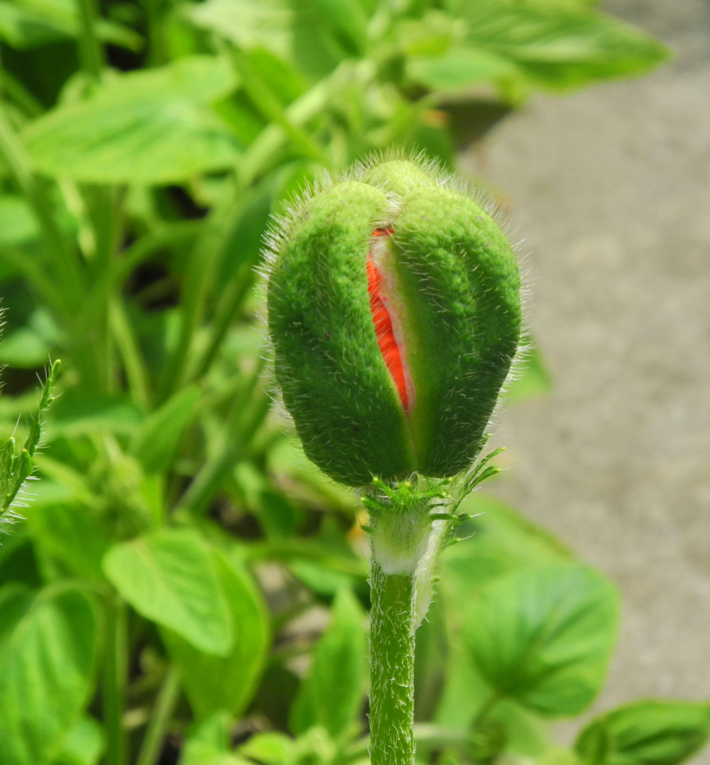 Mohn