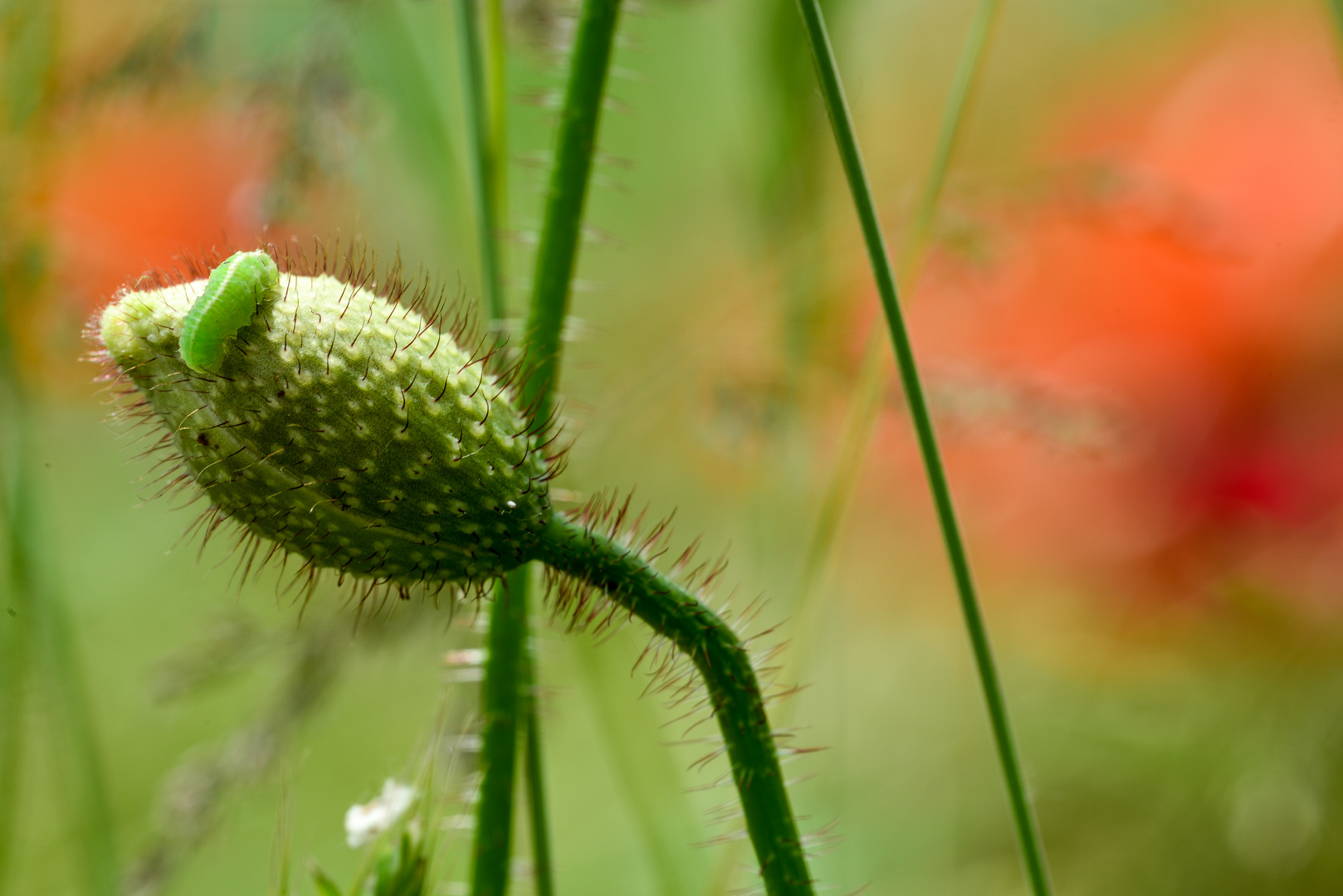 Mohn