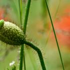 Mohn