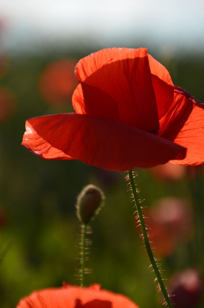 Mohn