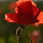 Mohn