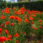 Mohn