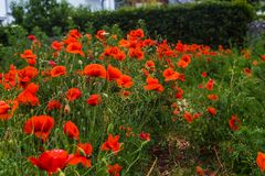 Mohn