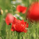 Mohn