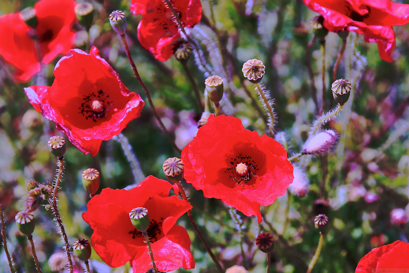 Mohn