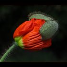 Mohn