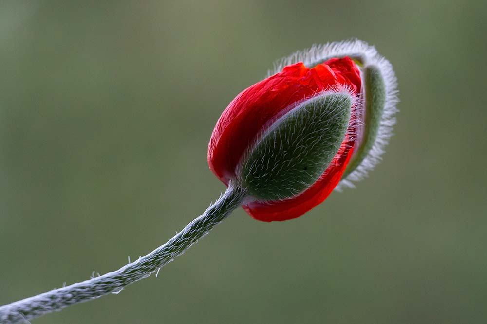 Mohn