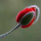 Mohn