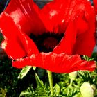 Mohn