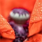 Mohn