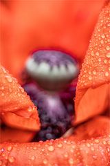 Mohn