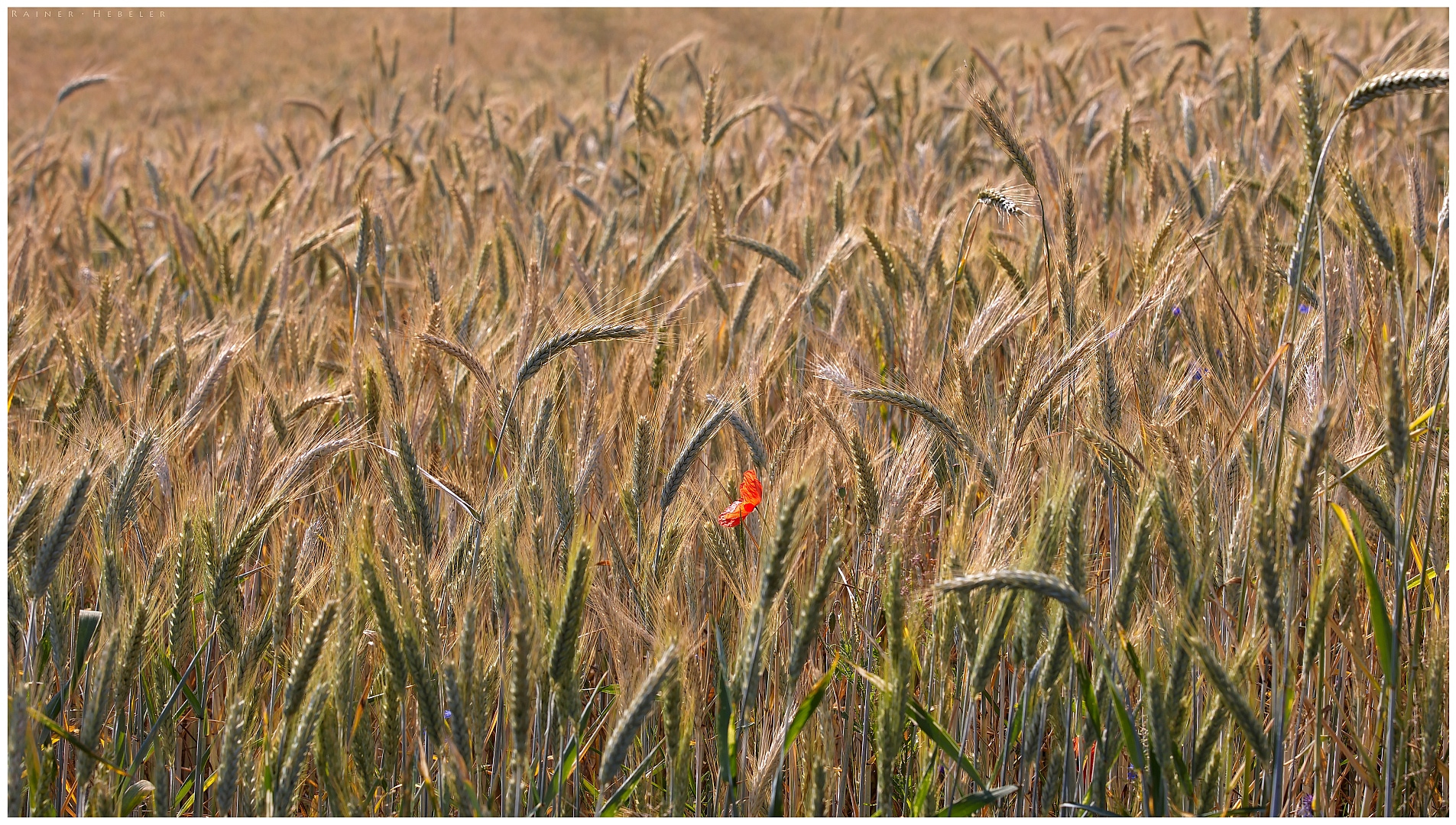 Mohn