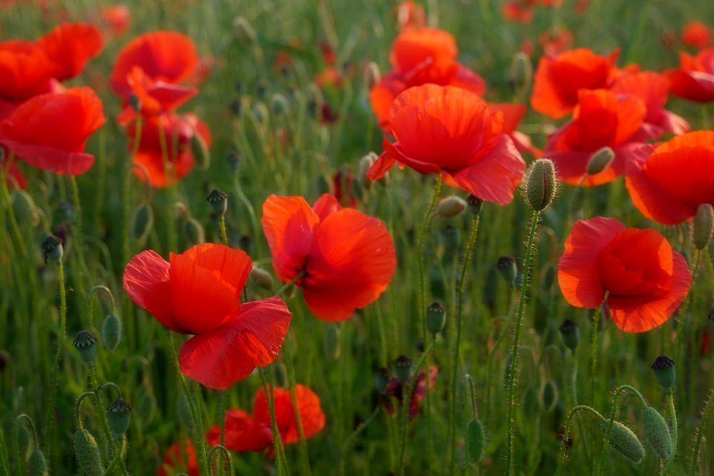 Mohn 