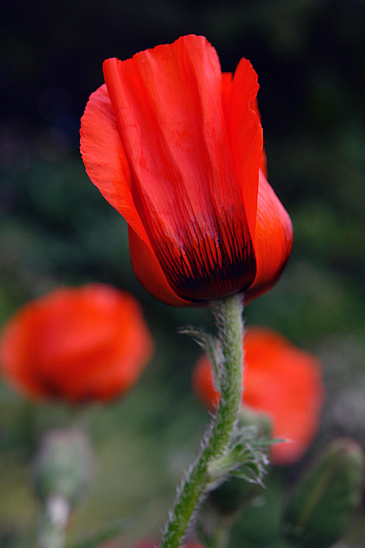 Mohn !