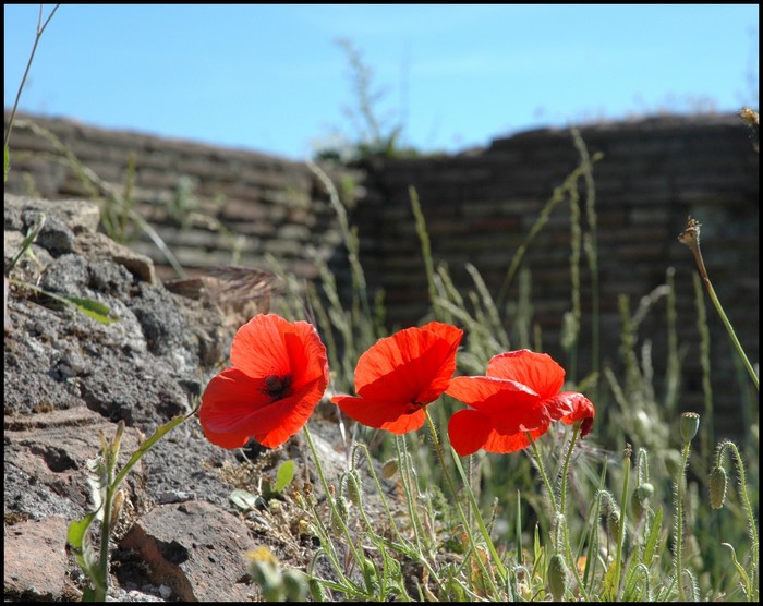 Mohn