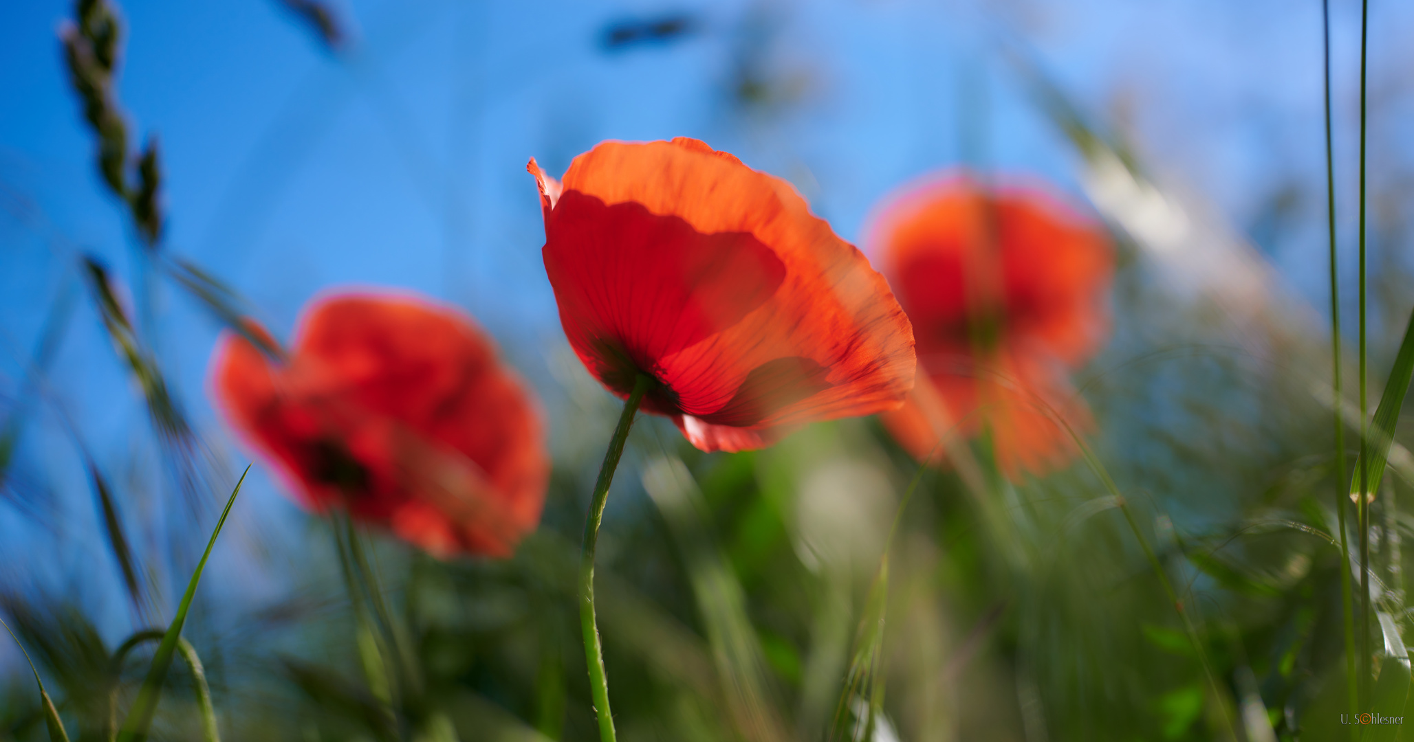 Mohn