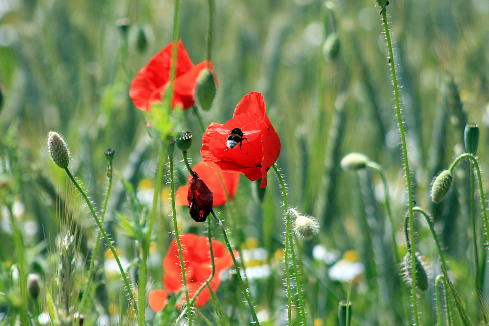 MOHN