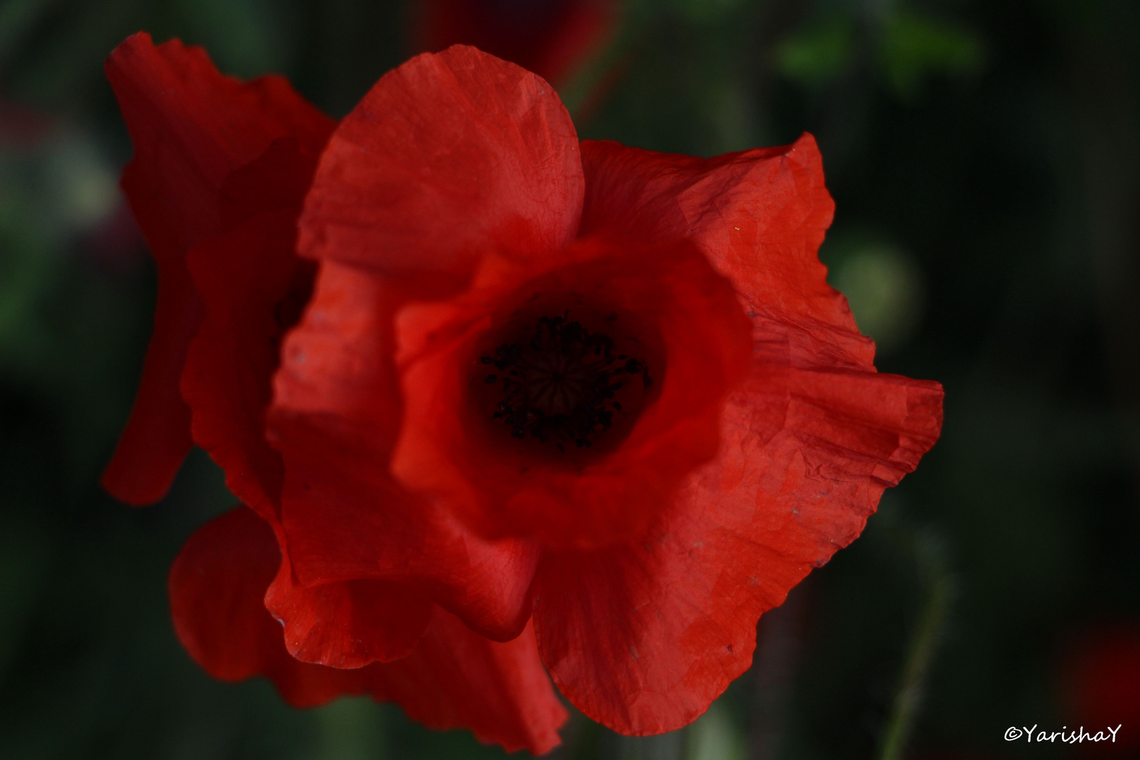 Mohn