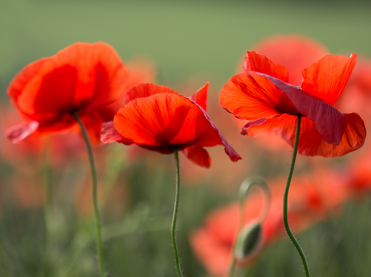 Mohn