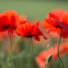 Mohn