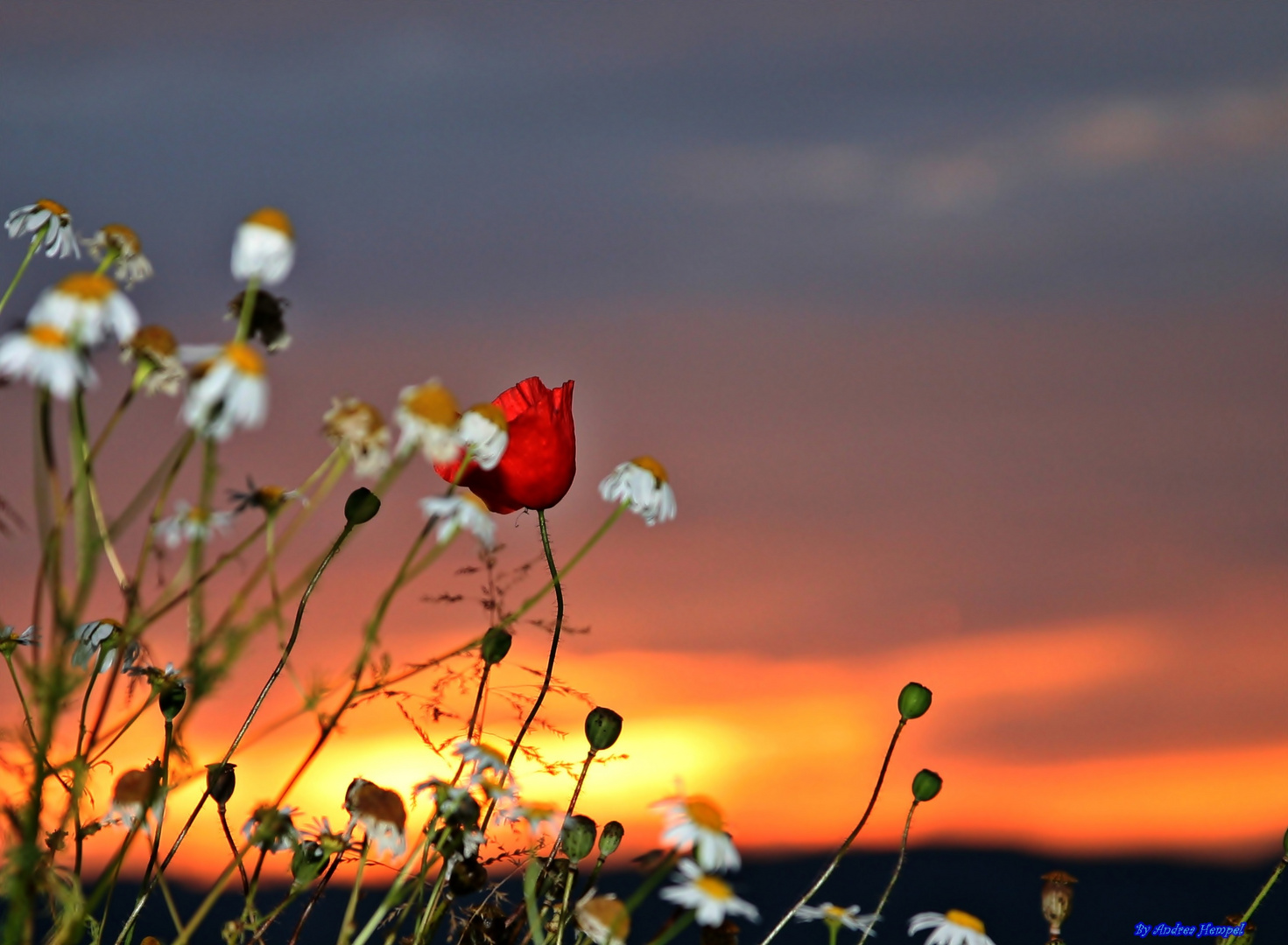 Mohn