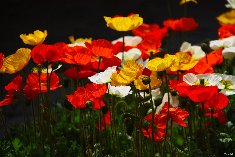 Mohn