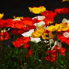 Mohn