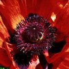 Mohn