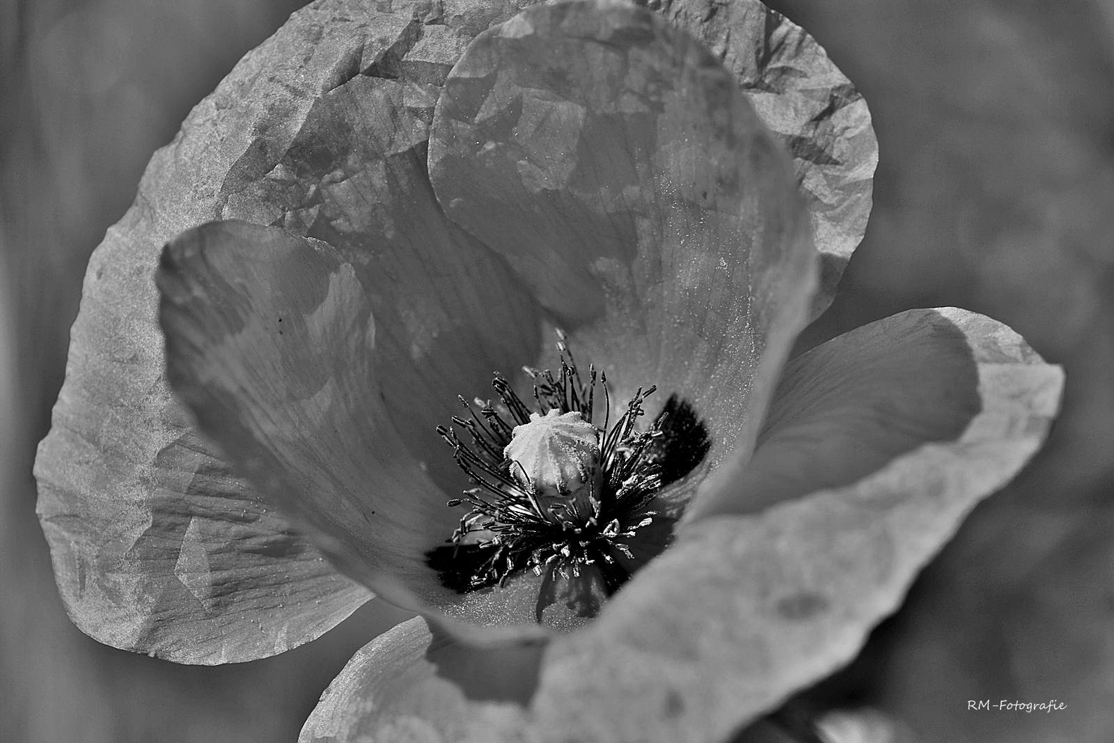 Mohn