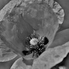 Mohn