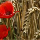 Mohn