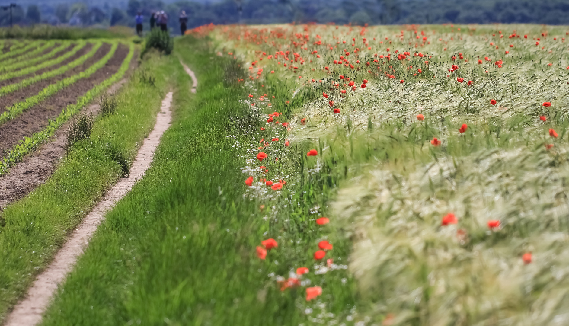 Mohn