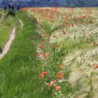 Mohn