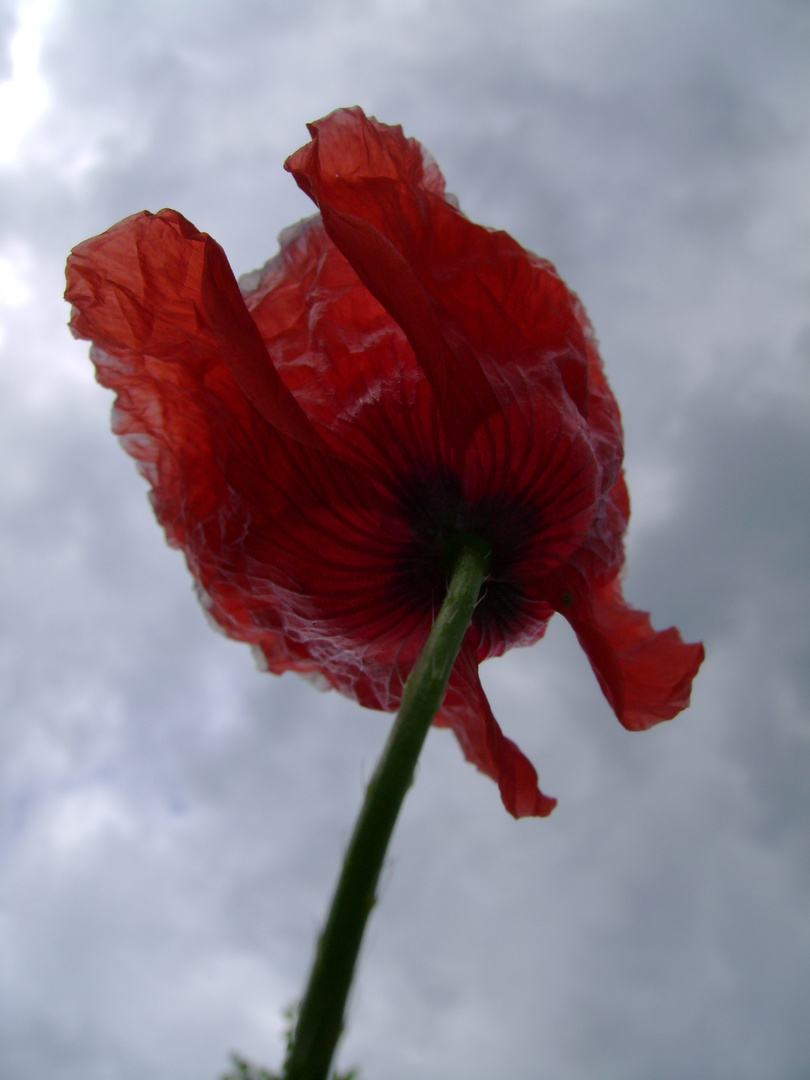 Mohn