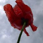 Mohn