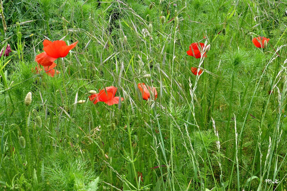 Mohn