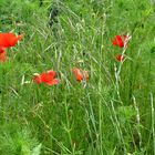 Mohn