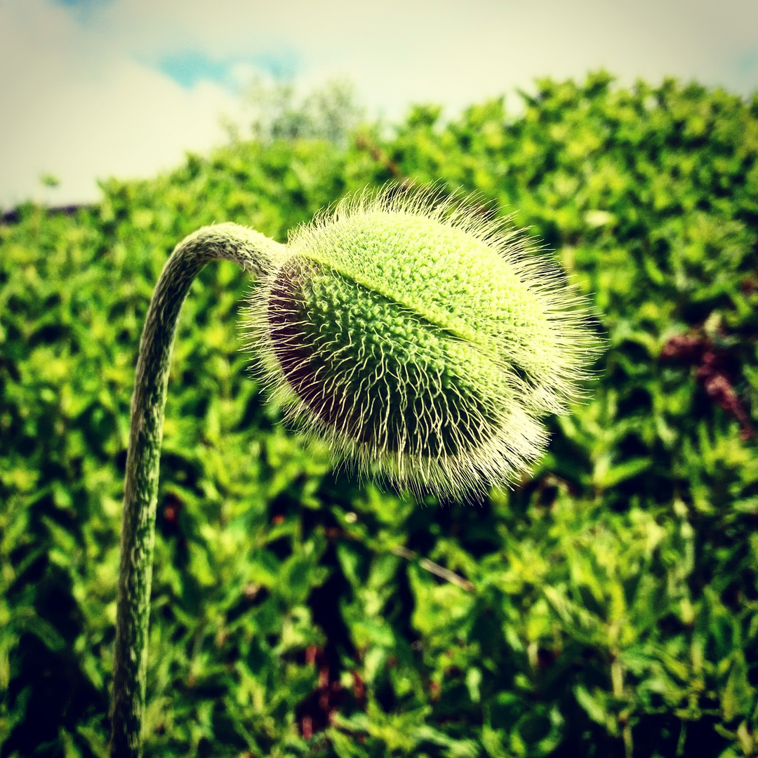 MOHN